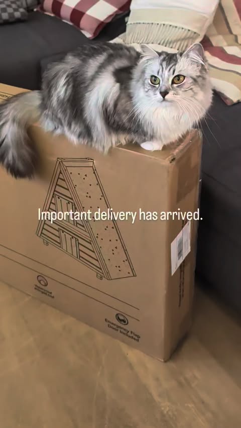 Instagram post by @artemiswuffovna for Petsfit. Caption reads: [...] room today. 🏠🩷🐈 Mummy says this....