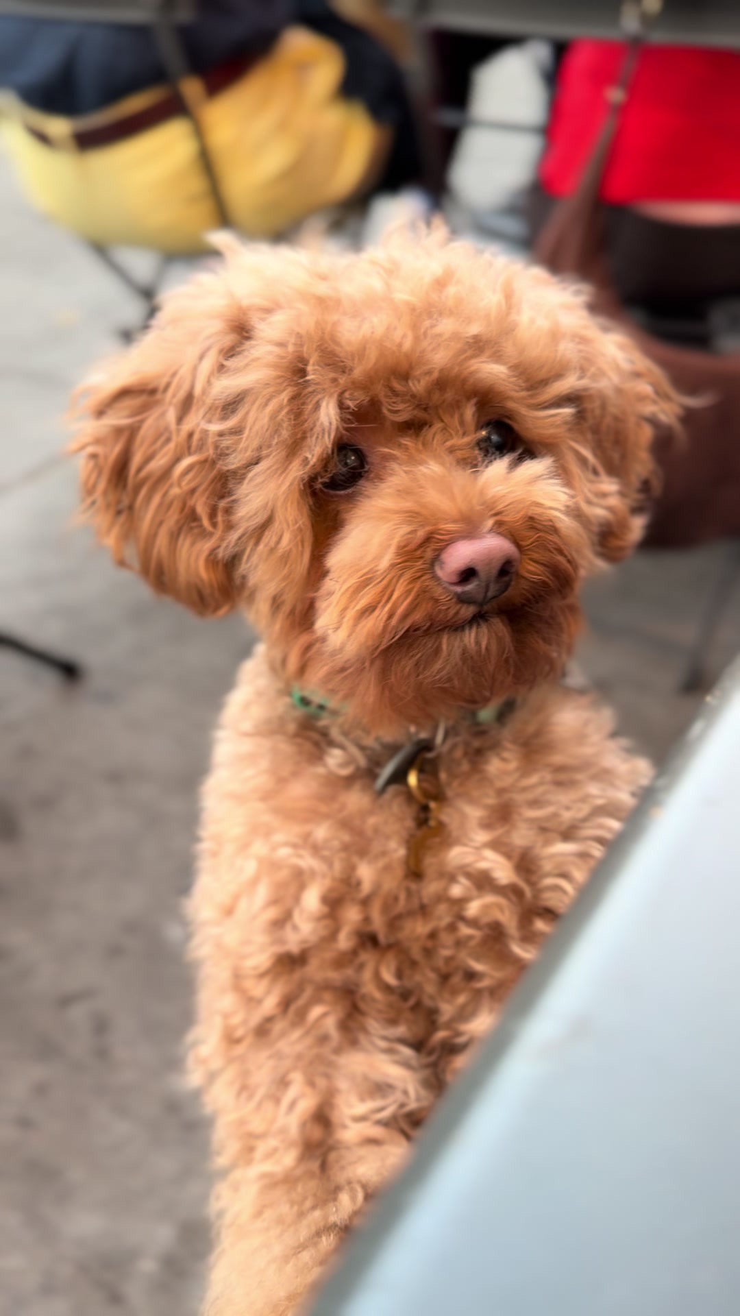 TikTok post by @winstontheminiaturedood for Wellness Pet Food. Caption reads: [...] CORE+ with my link in bio! @Wellness Pet....