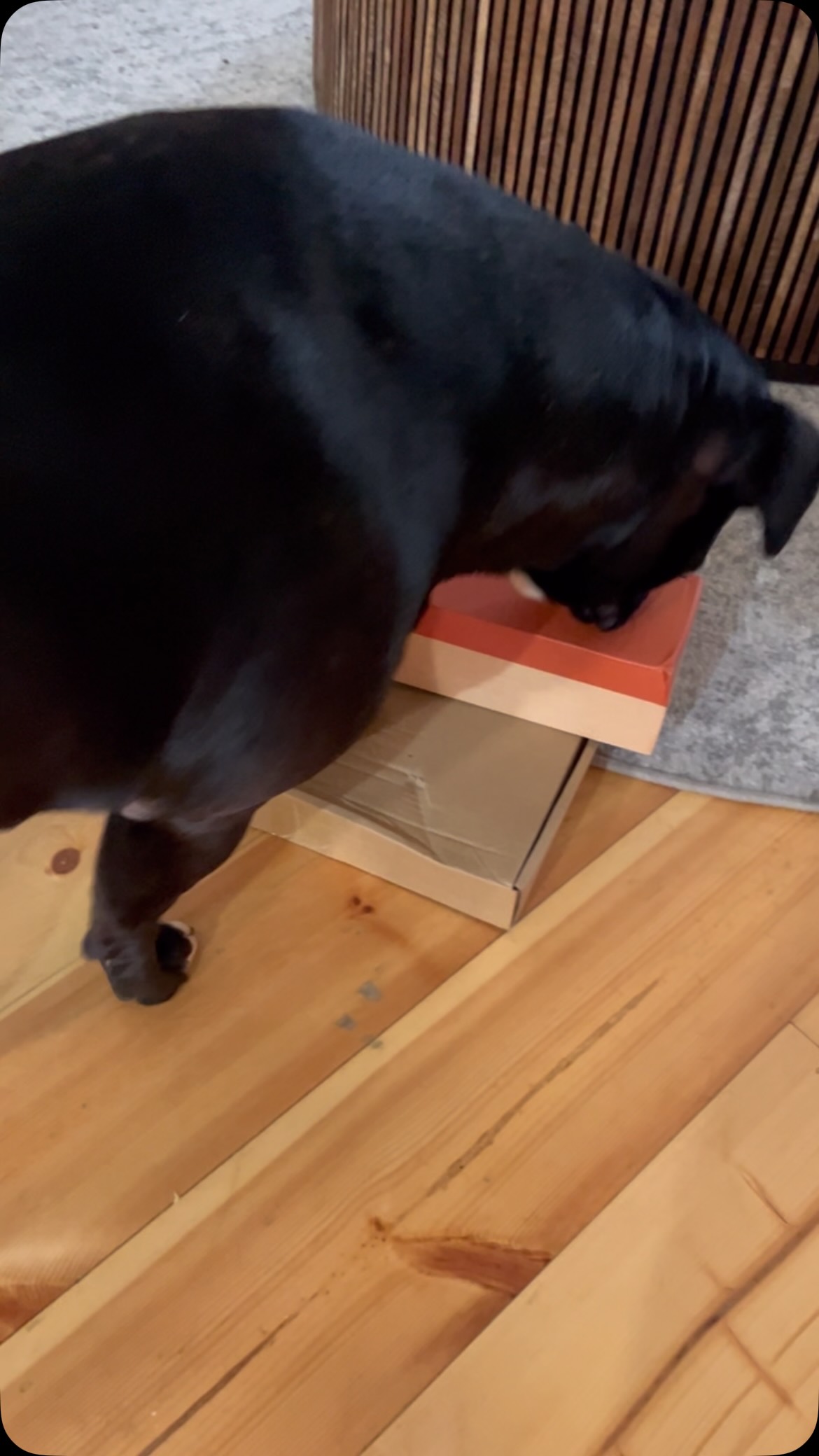 Instagram post by @ella.the.staffy_ for Pawfect House. Caption reads: Thanks for my special delivery....