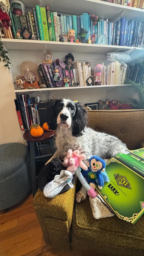 Instagram post by @ashley_hufford for BarkBox. Caption reads: ✨ ogie has been changed for good ✨

we love @bark....