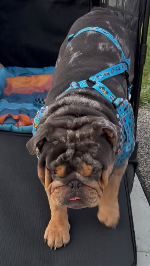 Instagram post by @wonderfoldpet for WonderFold. Caption reads: [...] it should be 🐾✨ my dog stroller from....