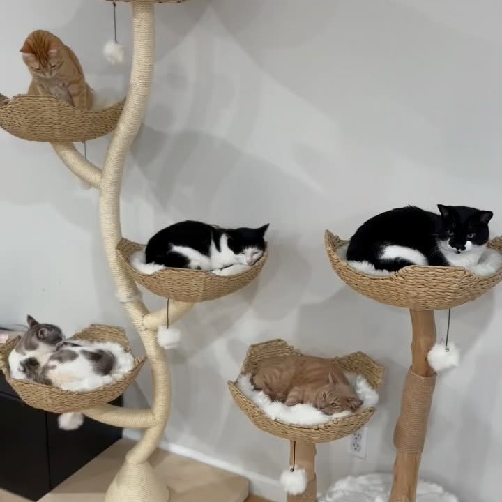 Instagram post by @penguinpepperpia for Maupets. Caption reads: #AD Pia, the princess of finesse and professional....