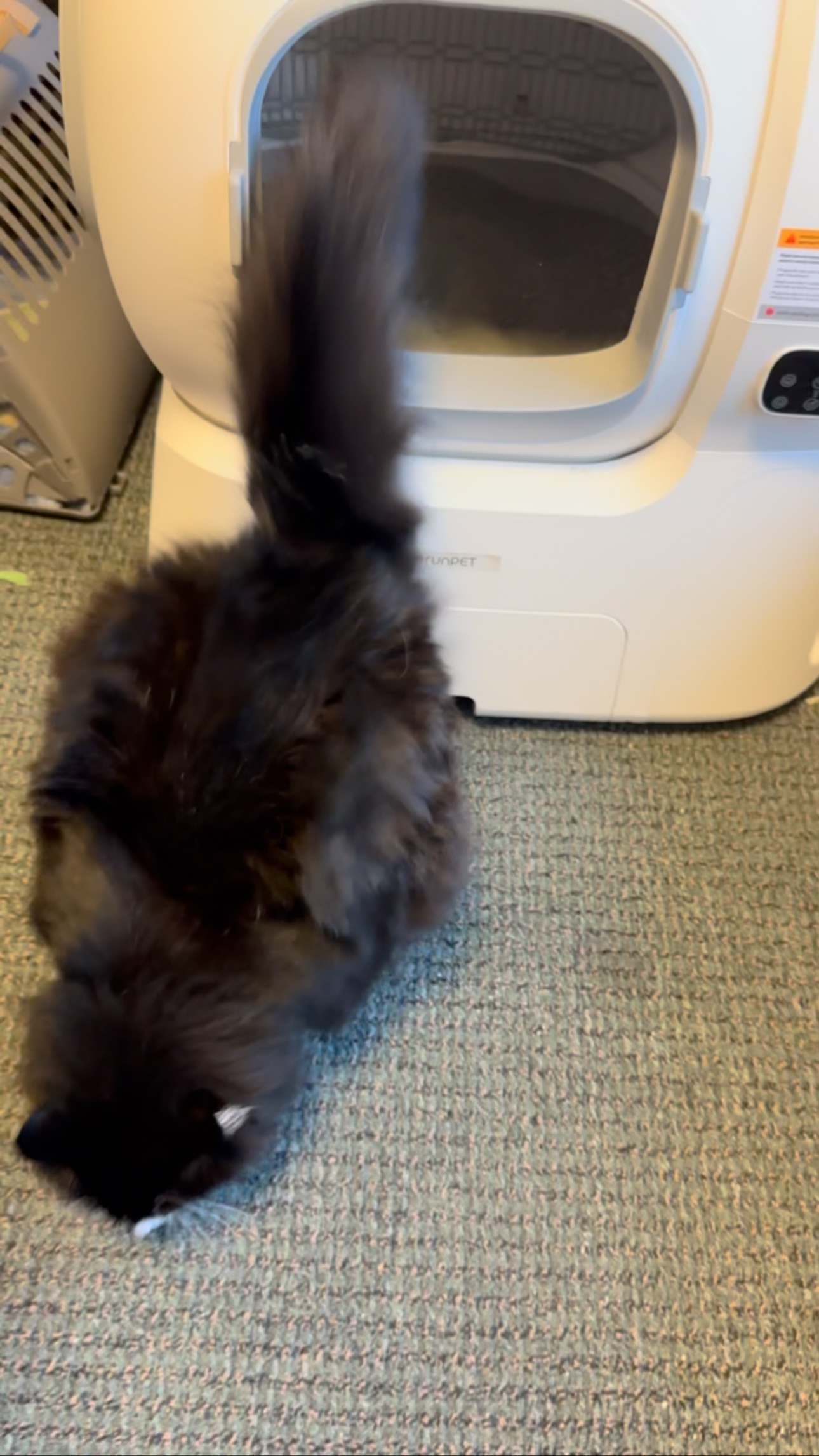 Instagram post by @truffles_the_kitty for HomeRunPet. Caption reads: I love my litter box from @homerunpet_global. It’s....