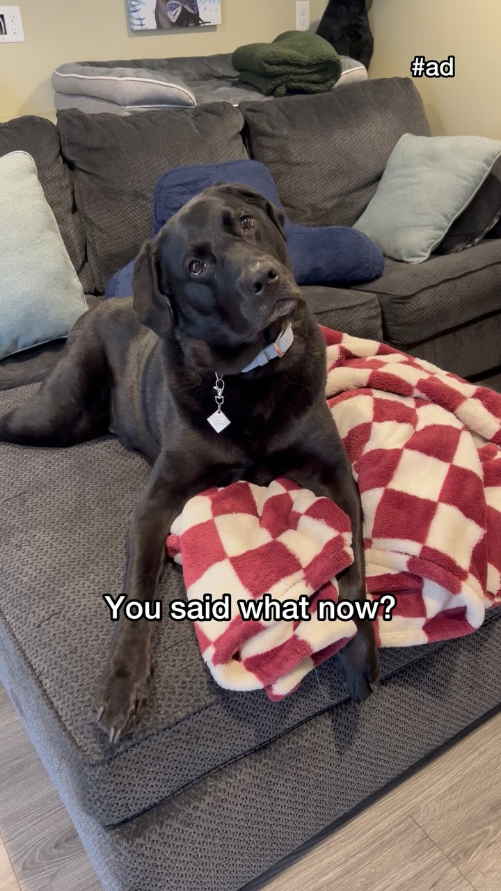 Instagram post by @imjaxthelab for FURminator. Caption reads: #sponsored As we all know spring time means our....