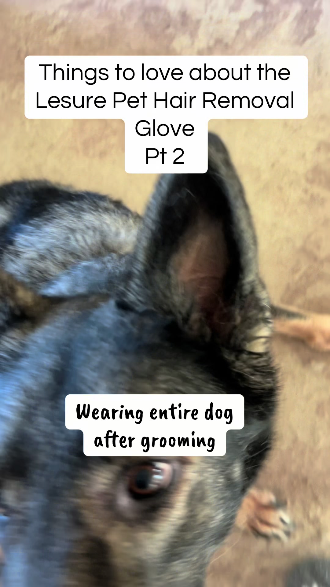 TikTok post by @mosesandtwolegger for Lesure Pet. Caption reads: [...] than the lint roller with no waste. @Lesure....