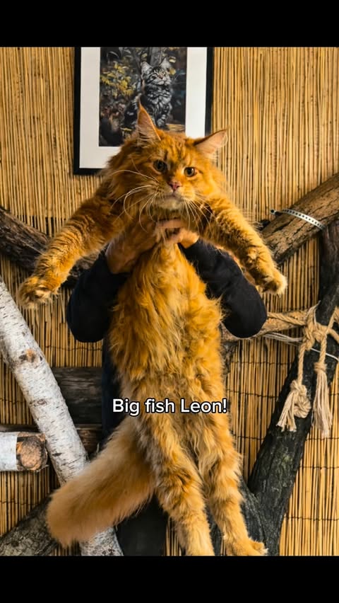 Instagram post by @louiswildlife for SwitchBot. Caption reads: [...] front of… cat art? 🐾 🖼️ ad* With the....
