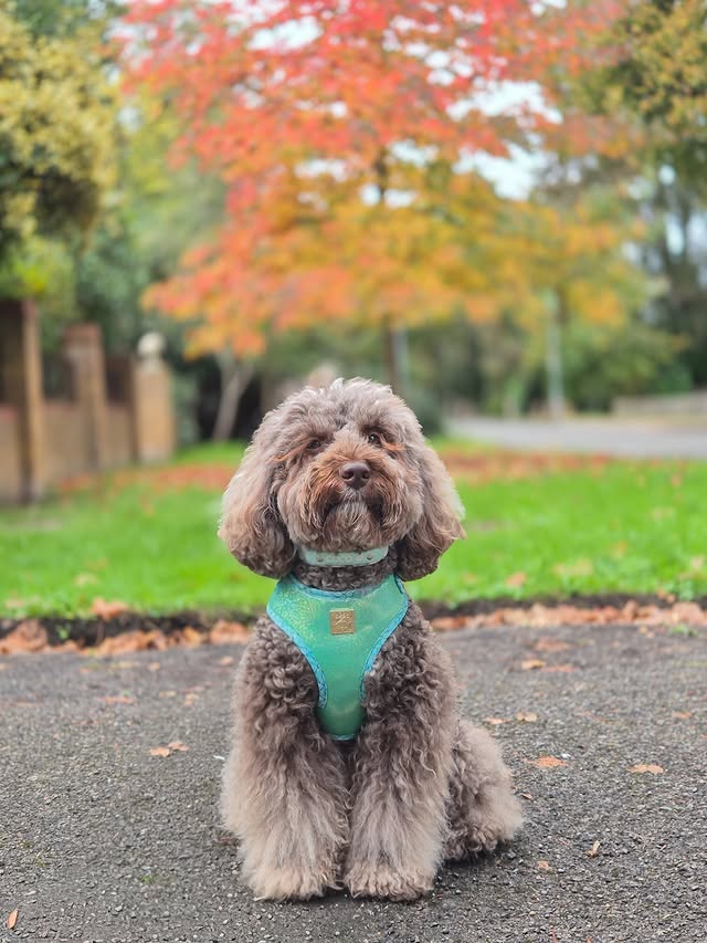 Instagram post by @cocodeardiary for Paw Couture. Caption reads: [...] tree home myself in my new @wearepawcouture....