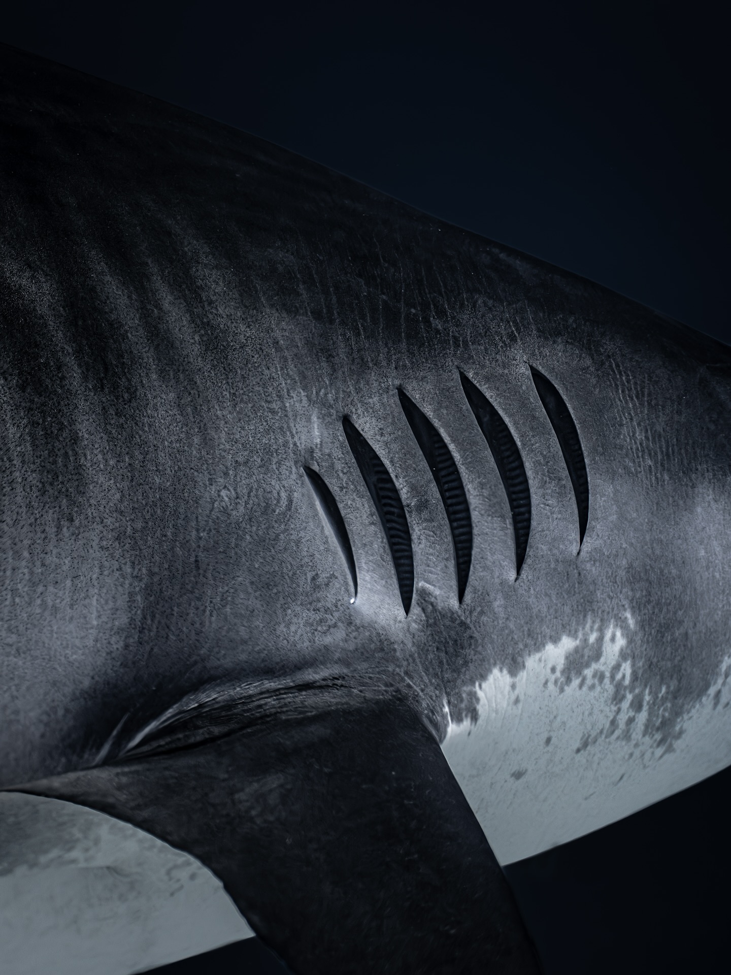 Instagram post by @kendallrosephoto for Sony Alpha. Caption reads: It’s all in the details. What gives tiger sharks....