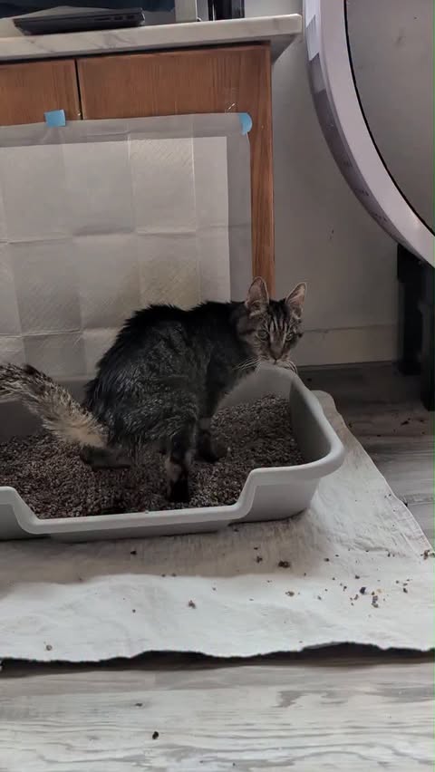 Instagram post by @whiskstowhiskers for Oneisall. Caption reads: [...] was time to add a litter box and the....