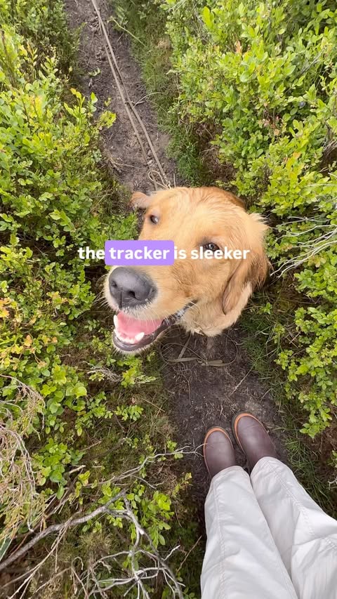 Instagram post by @dfor.dottie for Tractive. Caption reads: Your @tractive questions answered! We’ve now owned....