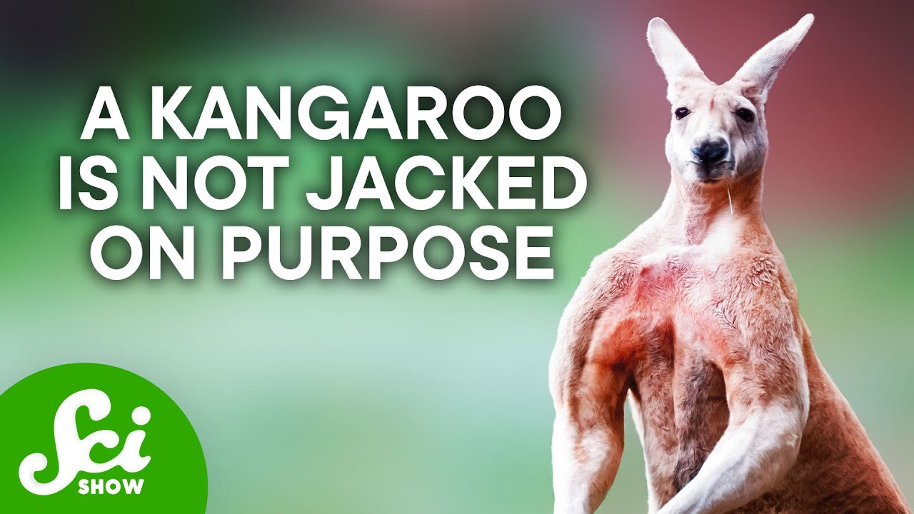 YouTube post by @SciShow for Brilliant.org. Caption reads: Do Animals Exercise?.