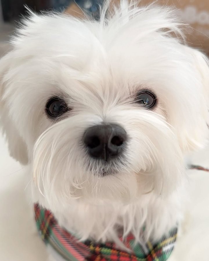 Instagram post by @mochifloof for PupBox. Caption reads: It’s the holiday PupBox! What exciting presents....