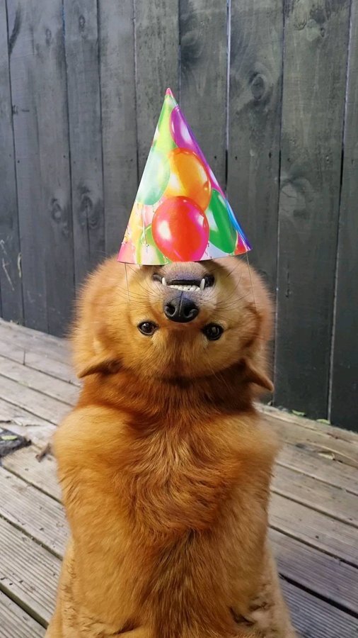 Instagram post by @kayatheshepherd for ZIWI Pet Food. Caption reads: #ad Happy 2nd Birthday Kiko!

Her birthday was....