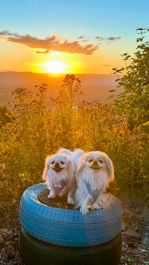 Instagram post by @team_pekingese for Sniffspot. Caption reads: [...] are exactly why we love exploring new....