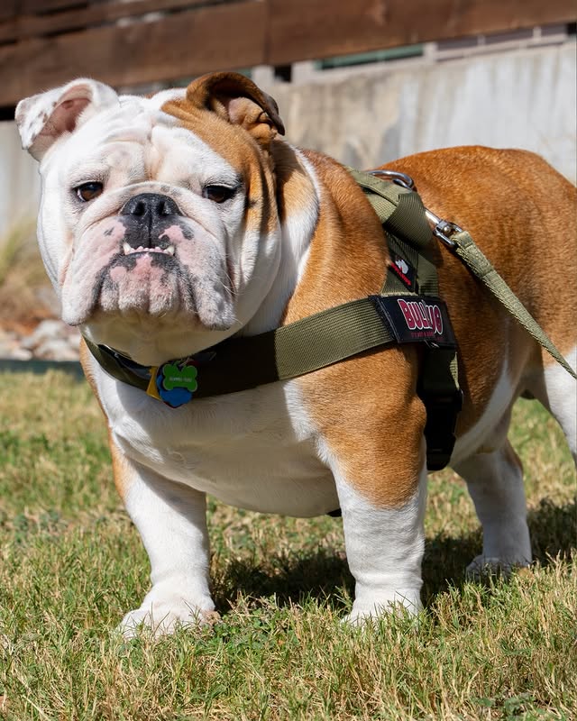 Instagram post by @bowser_the_english for Bullhug. Caption reads: [...] code BOWSER10 for 10% off your next @bullhug....