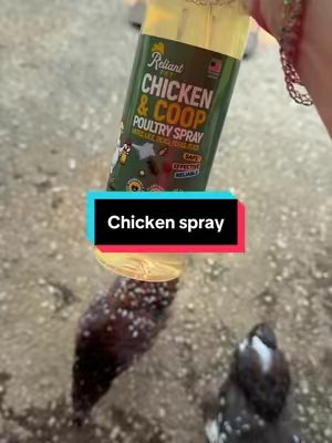TikTok post by @millersteph0322 for Reliant Pet. Caption reads: @Reliant Pet is absolutely amazing! #chickens....