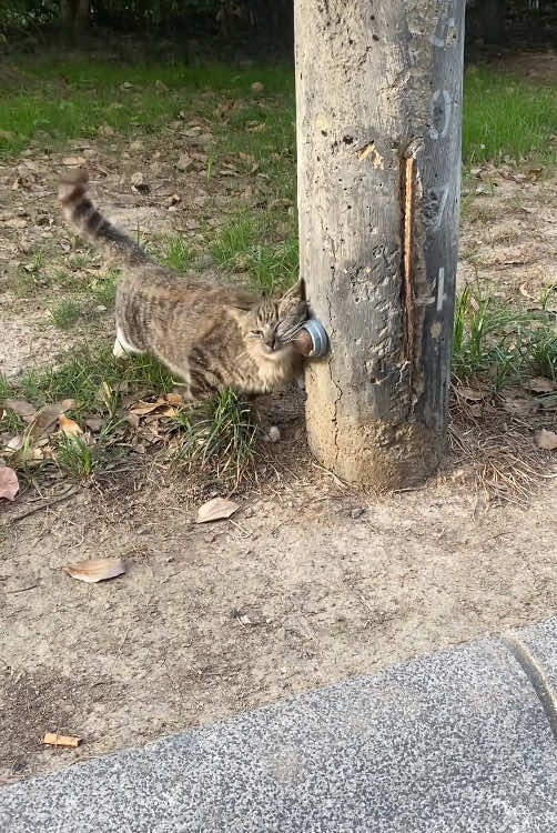 TikTok post by @potaroma_coco for Potaroma. Caption reads: [...] #catnipball #catowner #catplaying @Potaroma....
