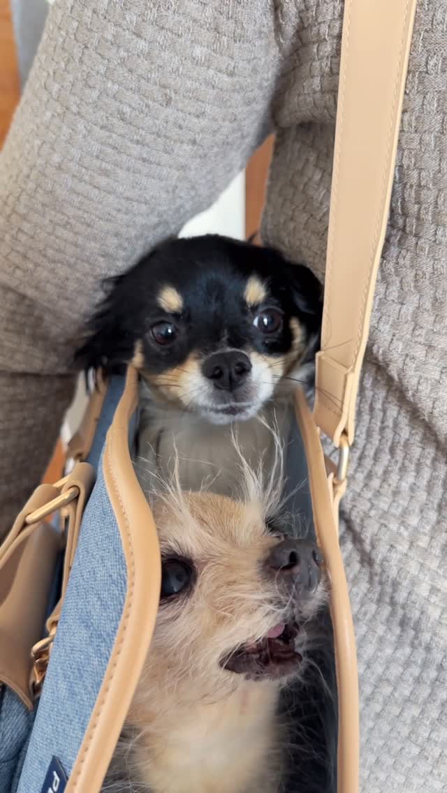 Instagram post by @tinywoofwilbur for Petsfit. Caption reads: [...] bio. Use code WILBUR15 to get 15% off.....