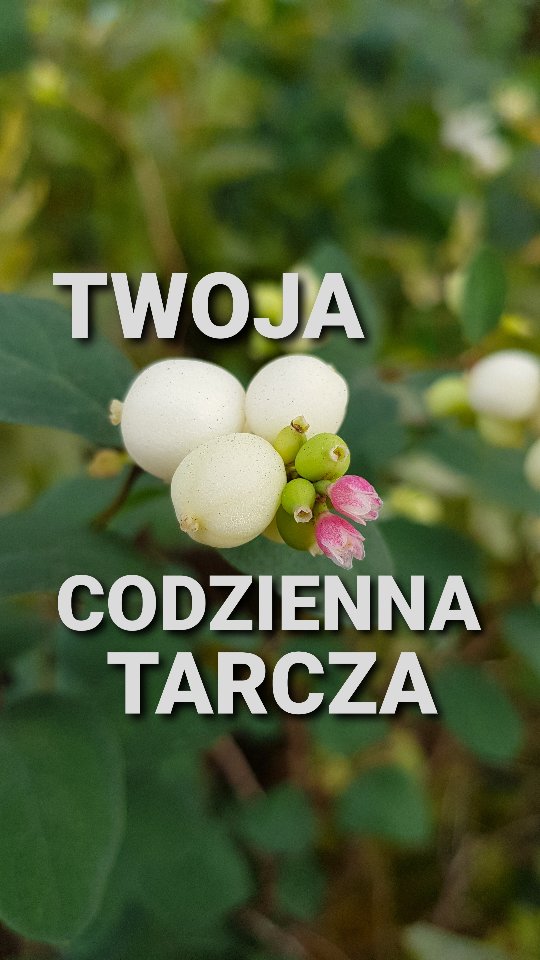 Instagram post by @w_kadrach_natury for SYLVECO. Caption reads: Witajcie Kochani.

Moim pierwszym ulubionym....