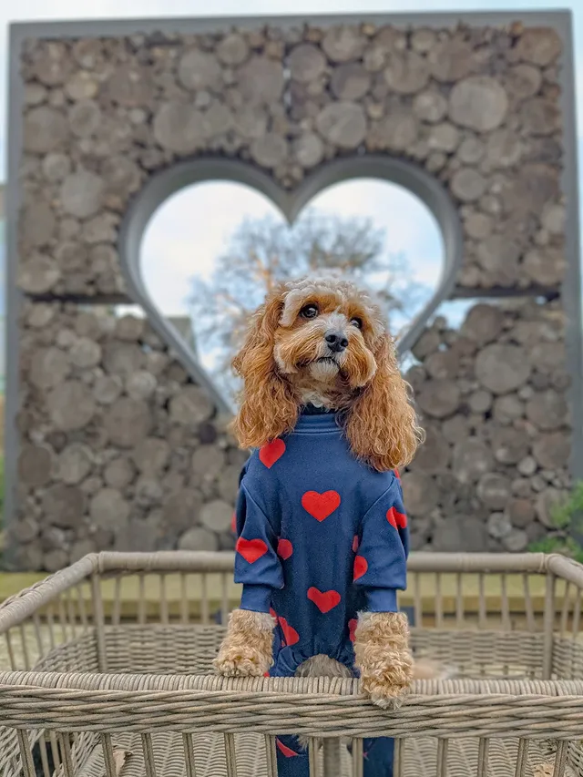 Instagram post by @penny.the.teddy for Spark Paws. Caption reads: [...] Penny is 8kg and wears a size XL in....