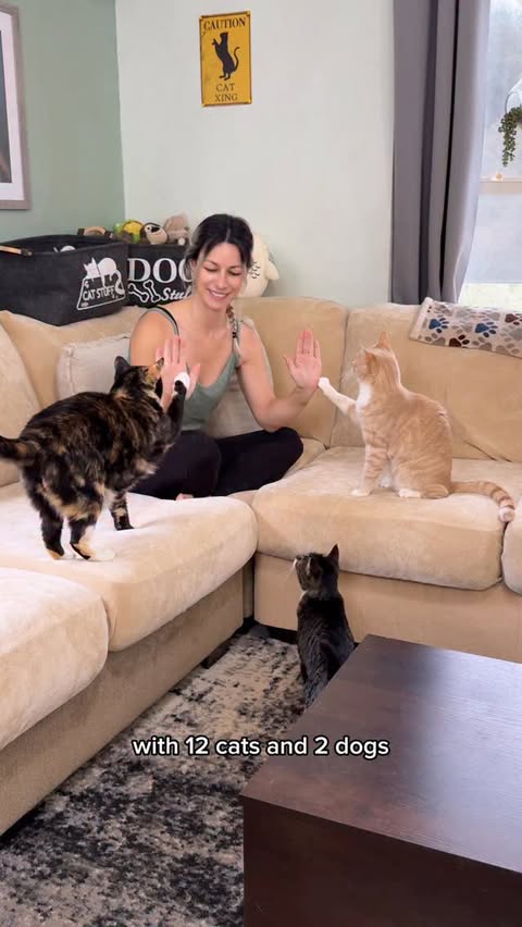 Instagram post by @whiskers.and.mittens for Nolan Interior. Caption reads: #ad Living with 12 cats and 2 dogs means our couch....