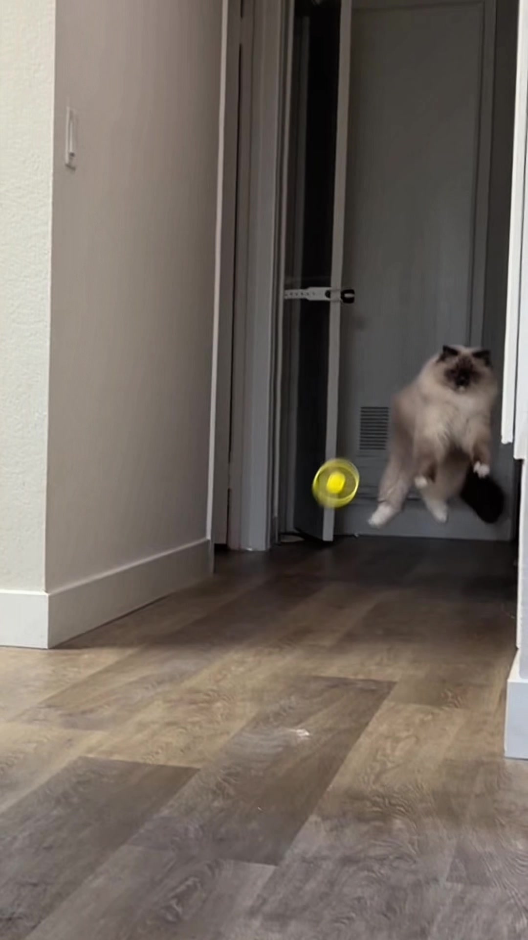 TikTok post by @pukakittycat for Larleaf. Caption reads: [...] #toysforpets #pettoys #cats #cattoy @Larleaf....