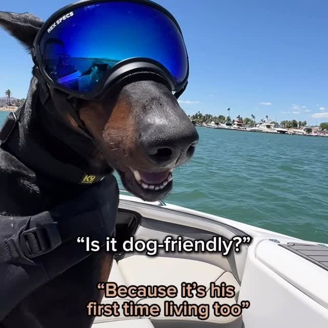 Instagram post by @diesel_dobie for Vetericyn. Caption reads: My boi comes with me everywhere ❤️....