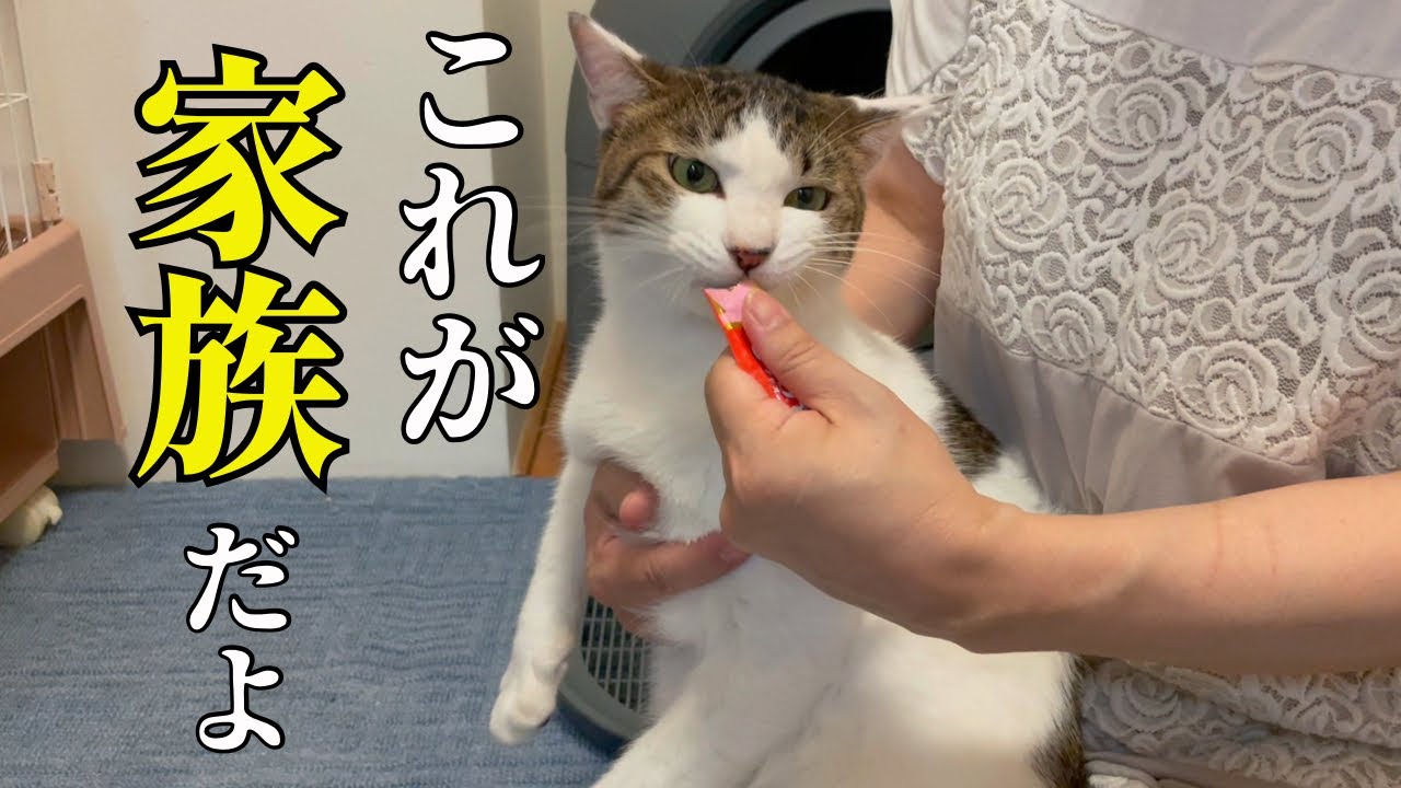 YouTube post by @ch0708 for 7sGood. Caption reads: The kindness of the older cat watching over the....