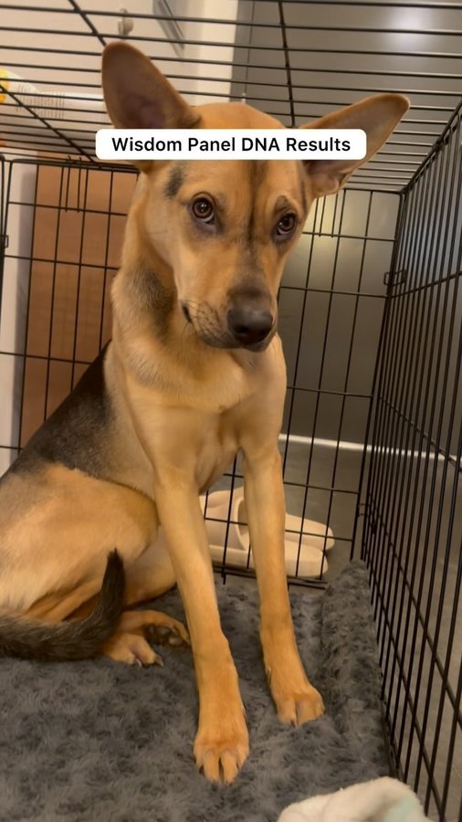 Instagram post by @cactustherescue for Pups Without Borders. Caption reads: [...] I would not be together without....