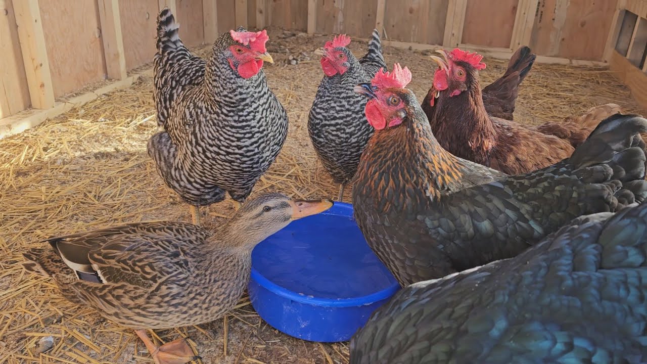 YouTube post by @TaborHill for KontrolFreek. Caption reads: This Cute Dancing Duck Will Make You Smile.