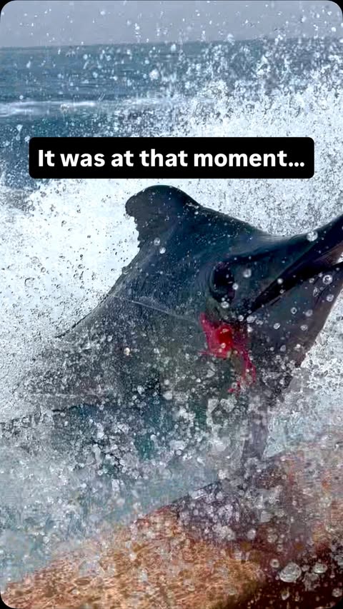 Instagram post by @capt_alex_pesca_mares for Mustad Fishing. Caption reads: [...] • @esearider • @boatoutfitters •....