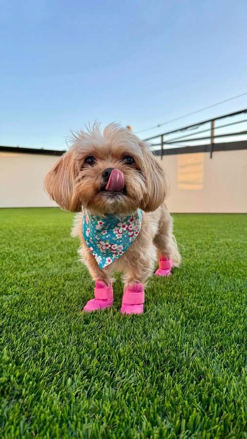 Instagram post by @butters.thepup for RIFRUF. Caption reads: [...] 👟 Introducing the newest colorway from....