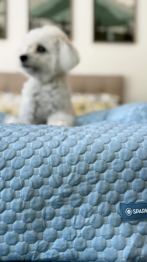 Instagram post by @philthefriendly for Spark Paws. Caption reads: [...] my new Frostcore Cooling Dog Bed from....