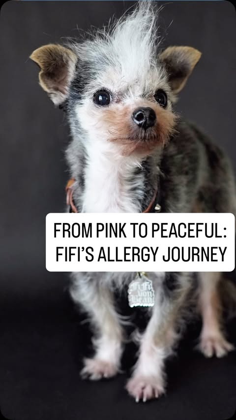 Instagram post by @drlisalippman for Zoetis Petcare. Caption reads: #ad #ZoetisPartner From pink to peaceful — FiFi’s....