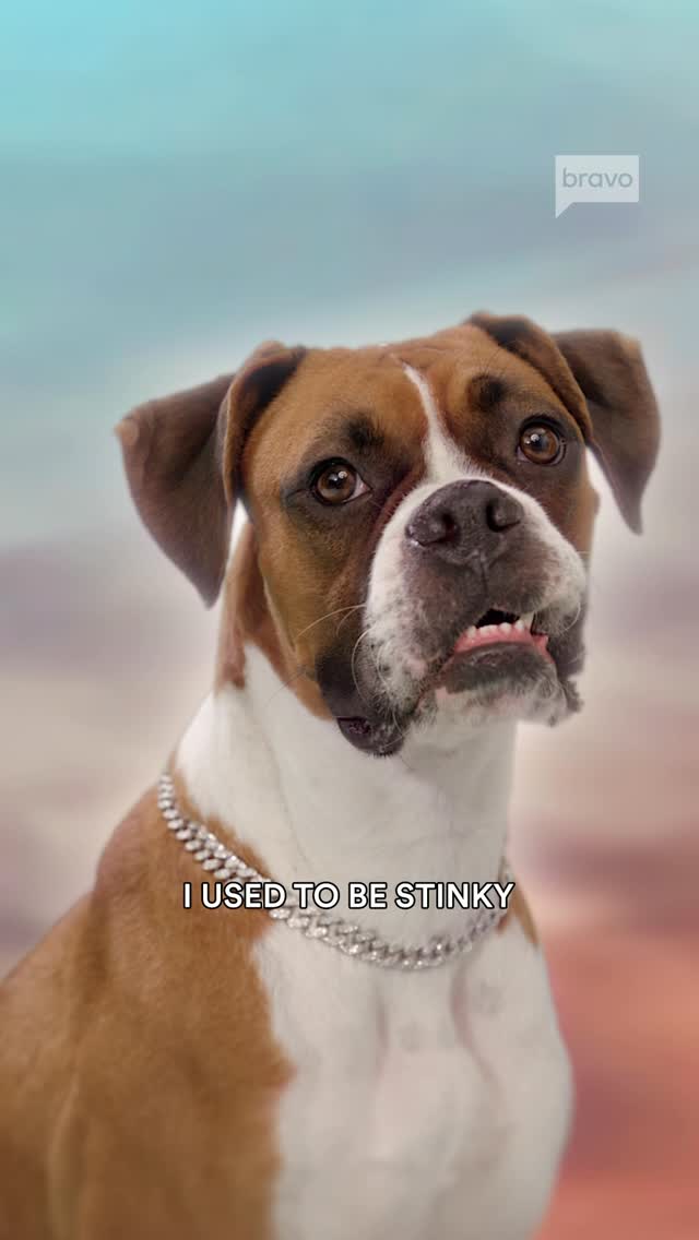 Instagram post by @bronwynnewport for Mrs. Meyer's Clean Day. Caption reads: [...] 🐾 #MrsMeyersForPets_Ad. Thanks to....