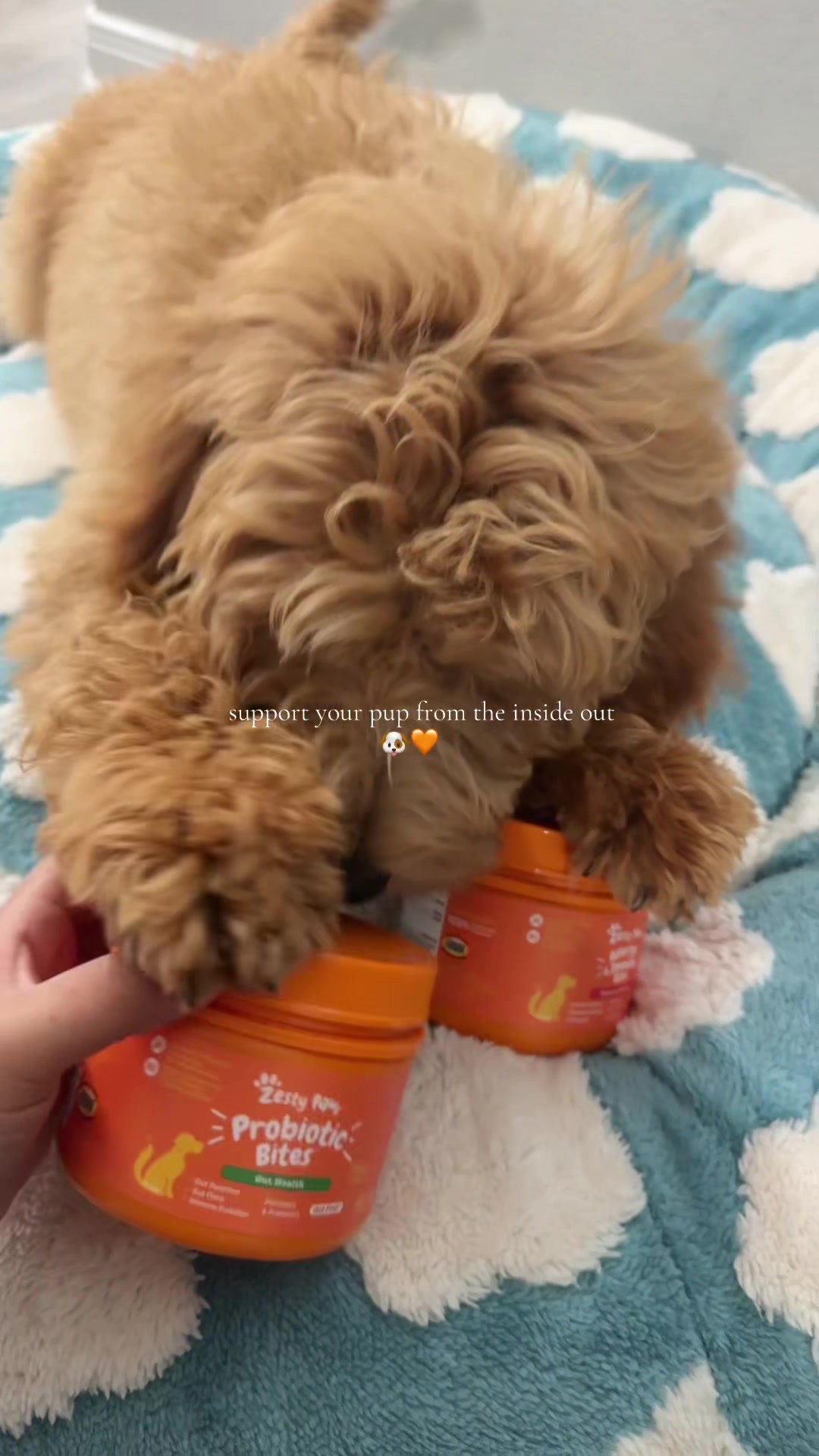 TikTok post by an influencer for Zesty Paws. Caption reads: [...] treats and walks. 🐶🧡 @Zesty Paws....