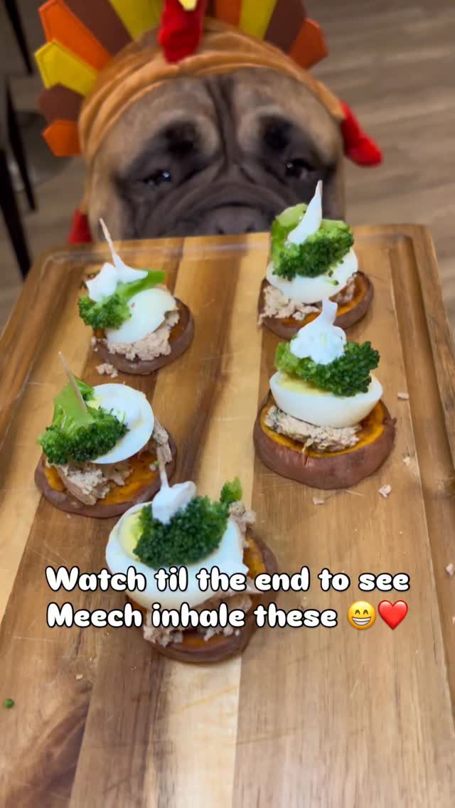 Instagram post by @meeches_and_cream for Open Farm Pet. Caption reads: Meech said Thanksgiving hors d’oeuvres only,....