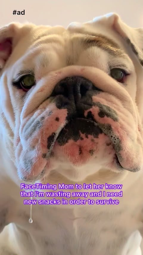 Instagram post by @eggnogthebulldog for Good 'n' Fun. Caption reads: [...] your pup then with tasty treats from....