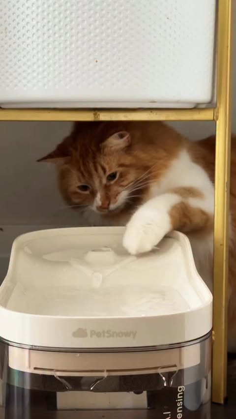 Instagram post by @foodiepharmbabe for PetSnowy. Caption reads: [...] setup? Fully upgraded 🐾💦. The PetSnowy New....