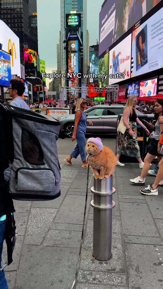 Instagram post by @spongecake_thescottishfold for Oneisall. Caption reads: Sponge Cake, Donut, and Buttercream have loved....