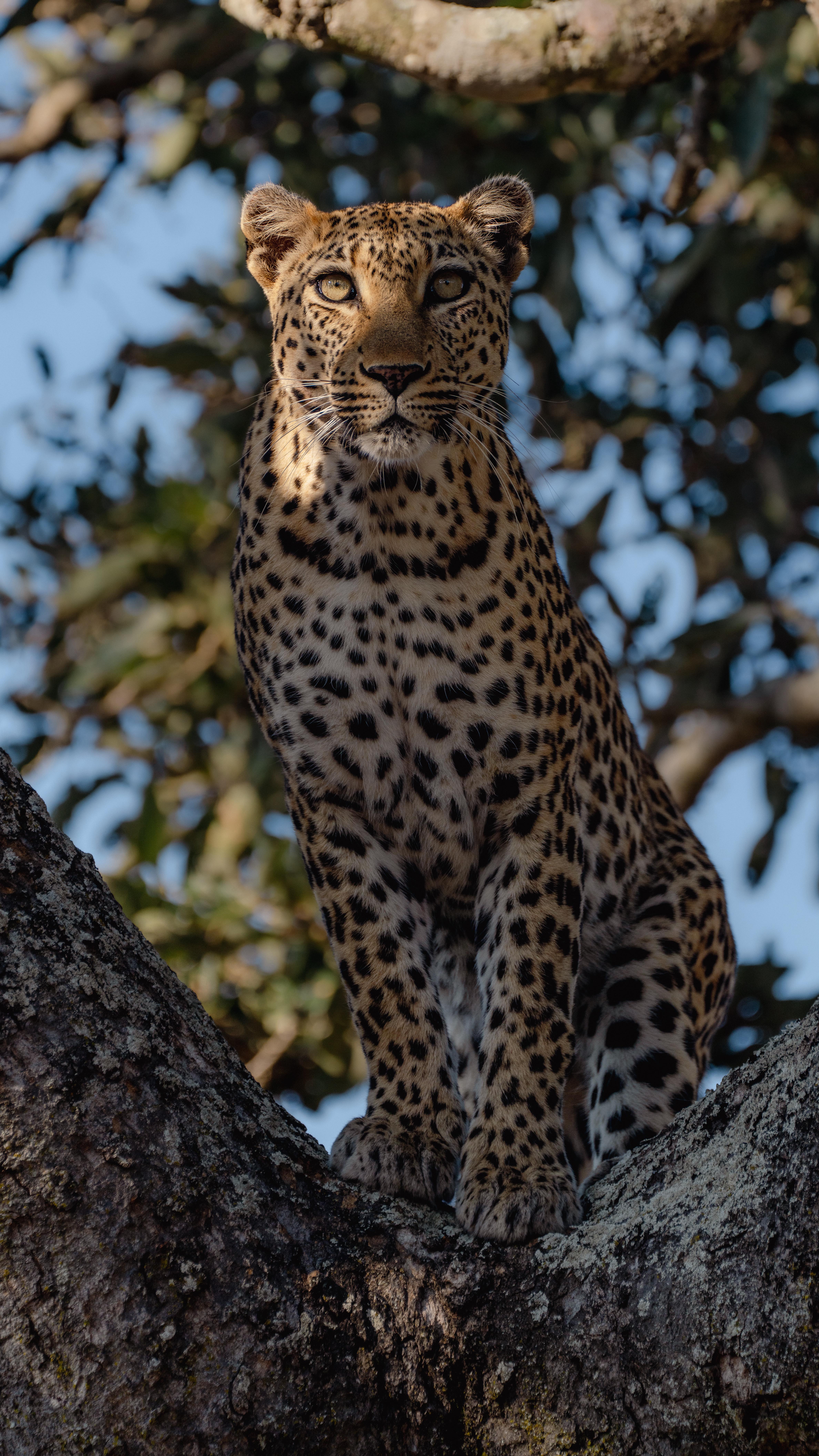 Instagram post by @bigcatsnamibia for Sony Alpha. Caption reads: Always a thrill tracking leopards 🐾. We found....