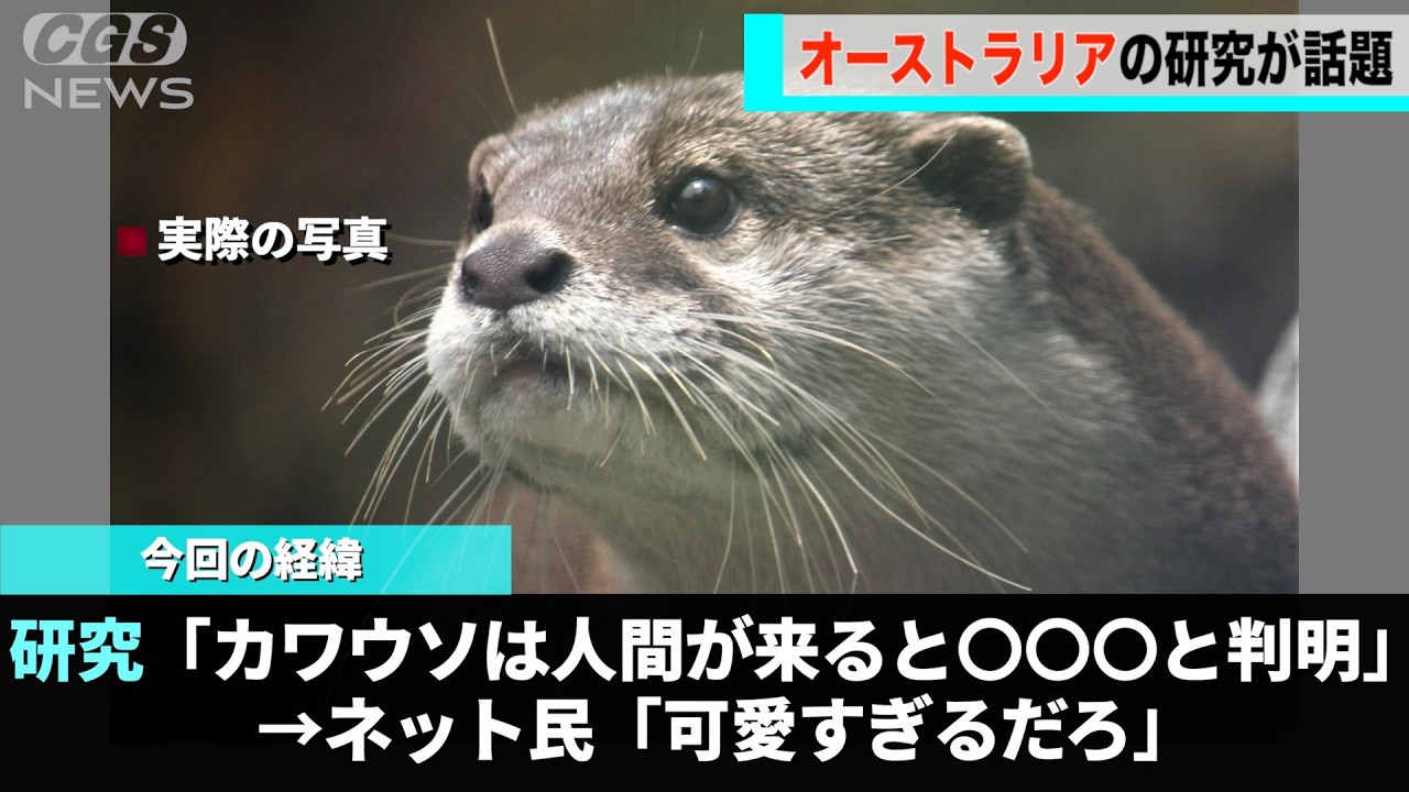 YouTube post by @koneta-matome for soundeffect-lab.info. Caption reads: A study from Australia about otters getting....
