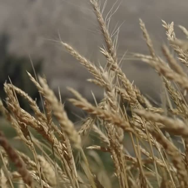 Instagram post by @royalenfieldsocialmission for UNESCO. Caption reads: [...] by Royal Enfield, in partnership with....