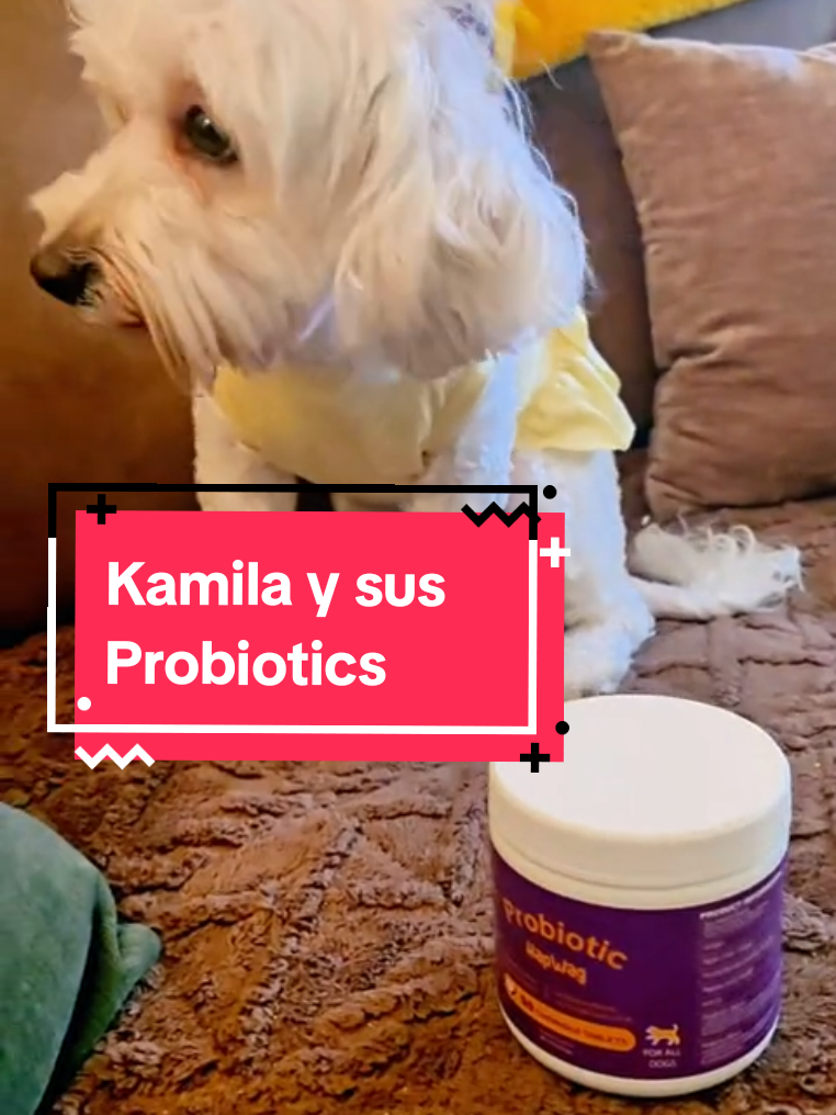 TikTok post by @marysnatural for HapWag. Caption reads: [...] #perritosfelices #perritostiktokers....