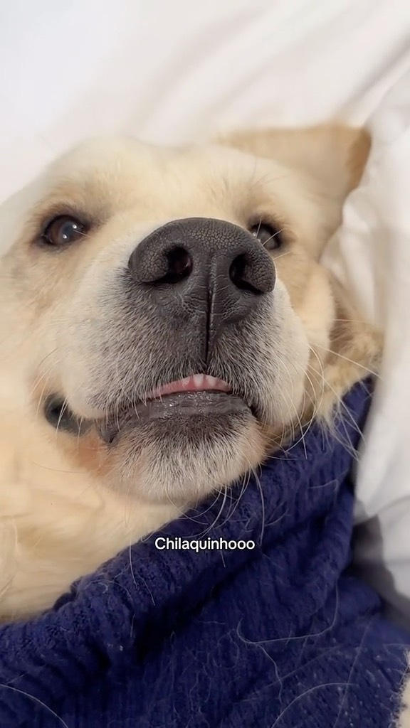 Instagram post by @goldenchilaquil for Stella & Chewy's. Caption reads: What’s your secret? 🦷🪥Mine is @stellaandchewys....