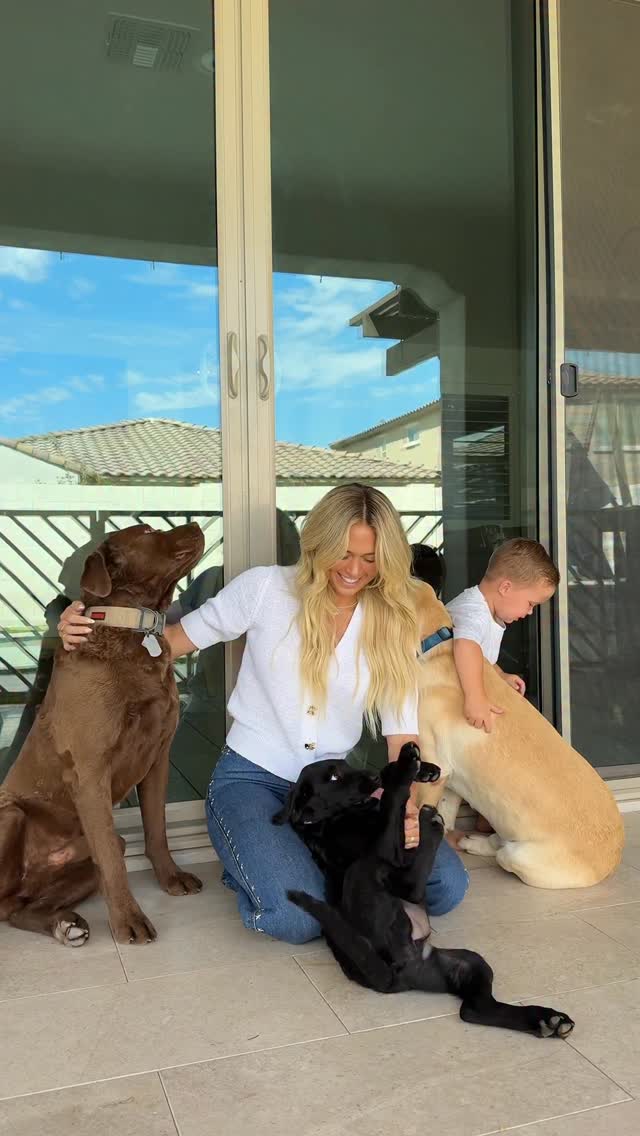 Instagram post by @torhalford for Primal Pet Foods. Caption reads: All 3 dogs have been obsessed with meal time....