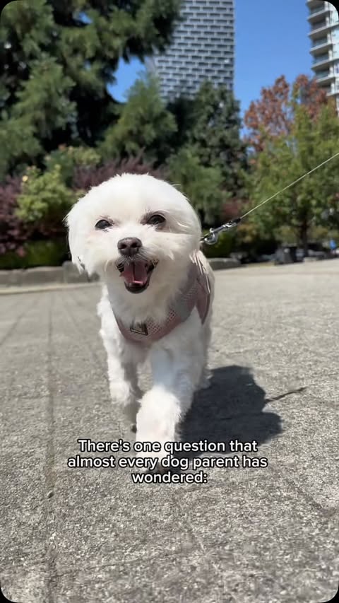 Instagram post by @littlesophiekisses for Embark. Caption reads: [...] as we thought. 😂🧬 We tested them with....