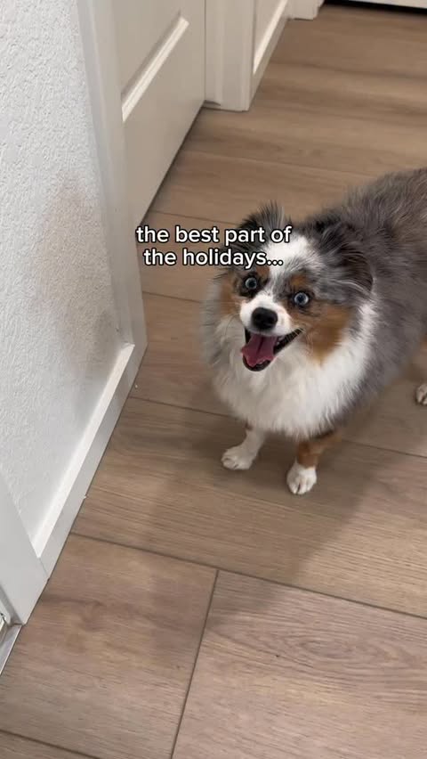 Instagram post by @chaoswithkoda for Ring. Caption reads: How could we stay mad at them 🥰

@ring makes the....