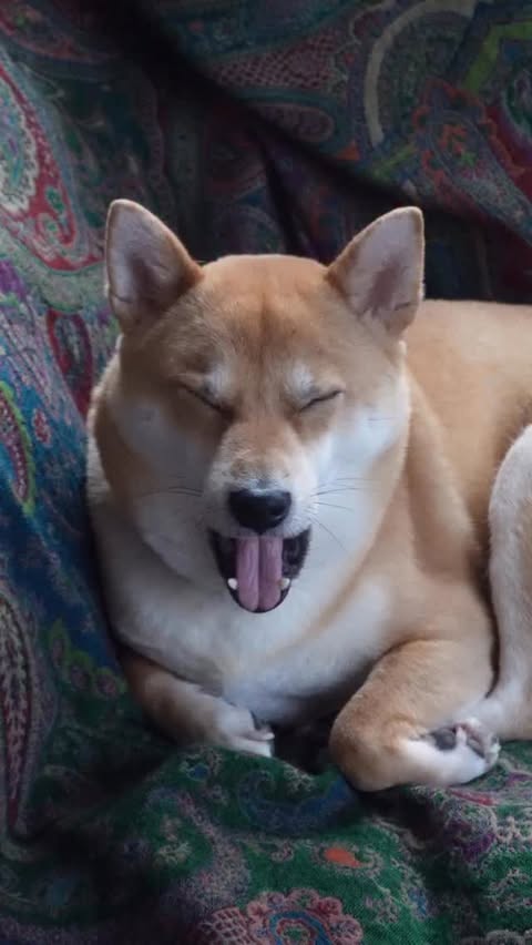 Instagram post by @dylanbachelet_ for KatKin. Caption reads: As a chef I care about what my family eat,....