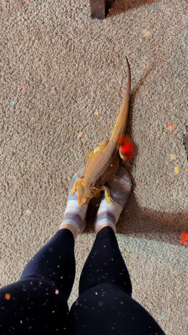 Instagram post by @whosagoodlizard for Smartwool. Caption reads: Hey @smartwool ! Sammy’s favorite season is back..